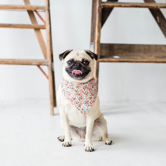 NWT Rosa Small Blush Floral Dog Bandana - Picture 4 of 4